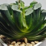 Haworthia truncata ‘Hiroshige’ [광중 옥선(廣重)] Variegated - 3