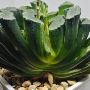 Haworthia truncata ‘Hiroshige’ [광중 옥선(廣重)] Variegated - 3