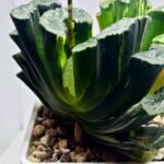 Haworthia truncata ‘Hiroshige’ [광중 옥선(廣重)] Variegated - 4