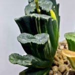 Haworthia truncata ‘Hiroshige’ [광중 옥선(廣重)] Variegated - 5
