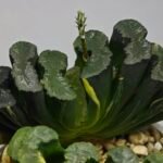 Haworthia truncata ‘Hiroshige’ [광중 옥선(廣重)] Variegated - 6