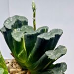 Haworthia truncata ‘Hiroshige’ [광중 옥선(廣重)] Variegated - 7