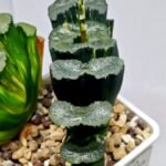Haworthia truncata ‘Hiroshige’ [광중 옥선(廣重)] Variegated - 8
