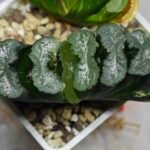 Haworthia truncata ‘Hiroshige’ [광중 옥선(廣重)] Variegated - 9