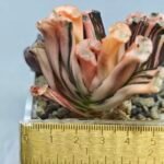 Haworthia Truncata Hokusai (北斋) Variegated 1 - 1
