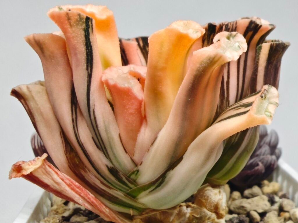 Haworthia Truncata Hokusai (北斋) Variegated 1 - 2