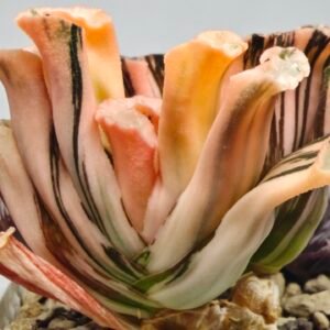 Haworthia Truncata Hokusai (北斋) Variegated 1 - 2