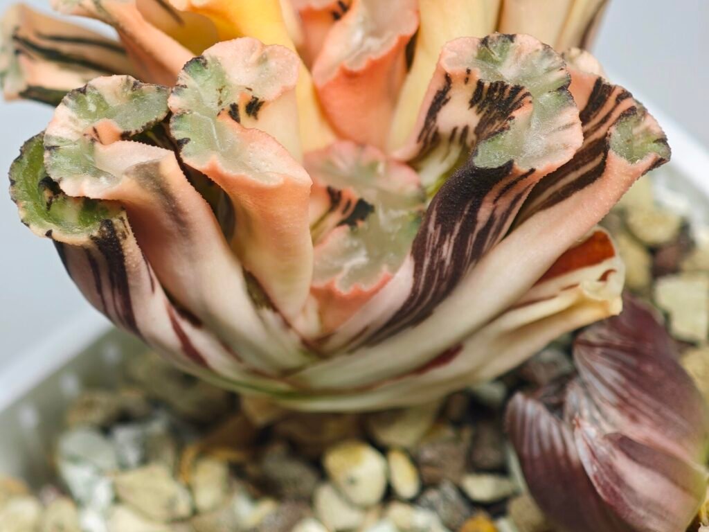 Haworthia Truncata Hokusai (北斋) Variegated 2 - 3