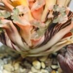 Haworthia Truncata Hokusai (北斋) Variegated 2 - 3