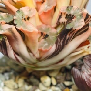 Haworthia Truncata Hokusai (北斋) Variegated 2 - 3