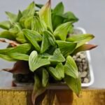 Haworthia “Milky Way” HF-25 - 1