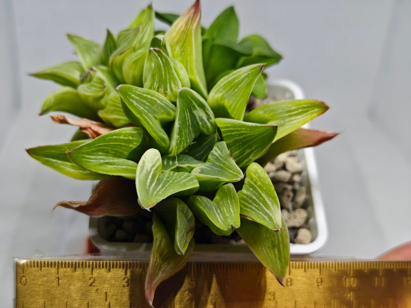 Haworthia “Milky Way” HF-25 - 1