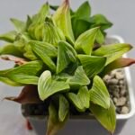 Haworthia “Milky Way” HF-25 - 2