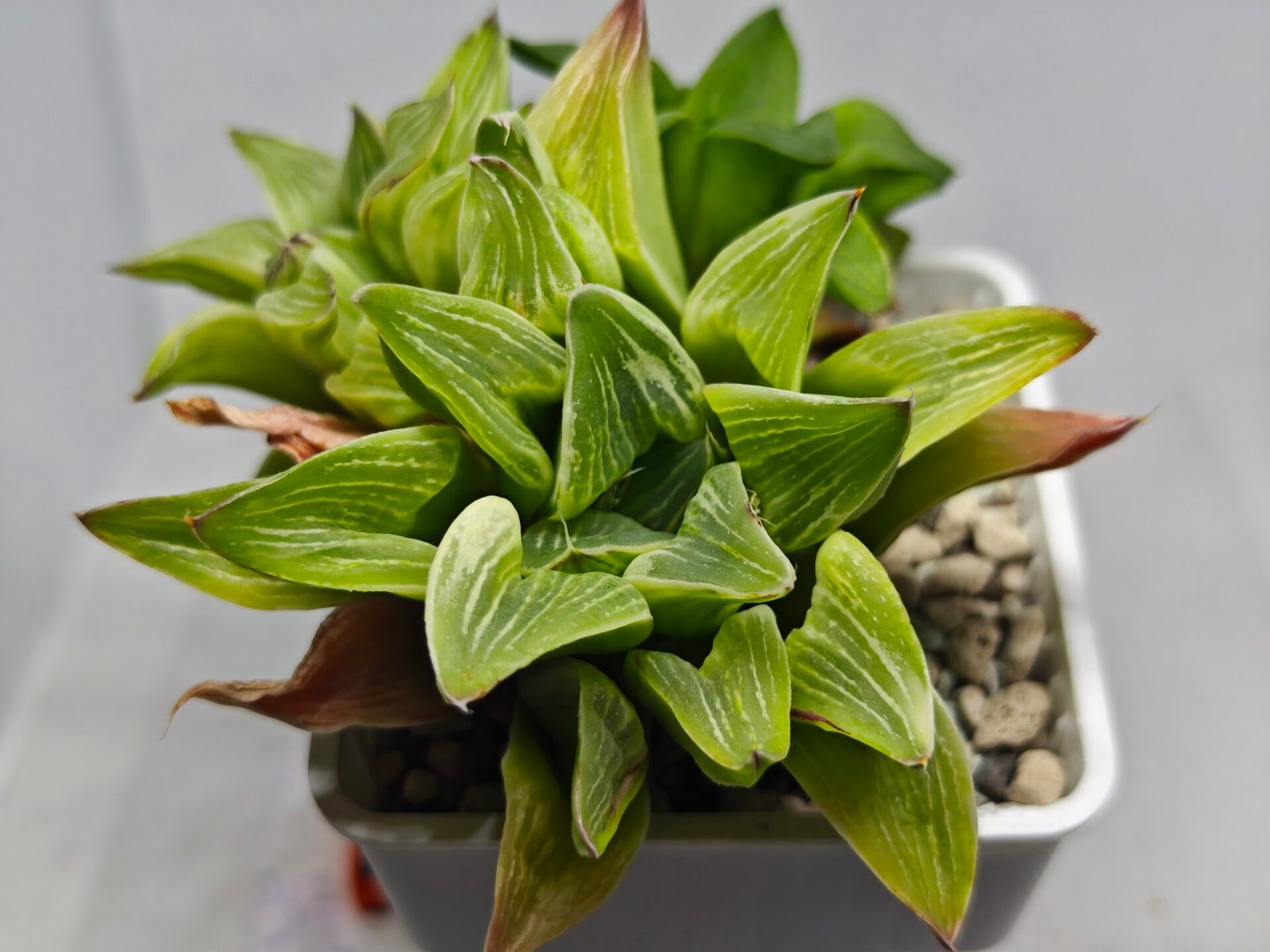 Haworthia “Milky Way” HF-25 - 2