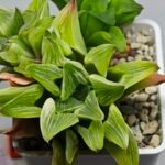 Haworthia “Milky Way” HF-25 - 3