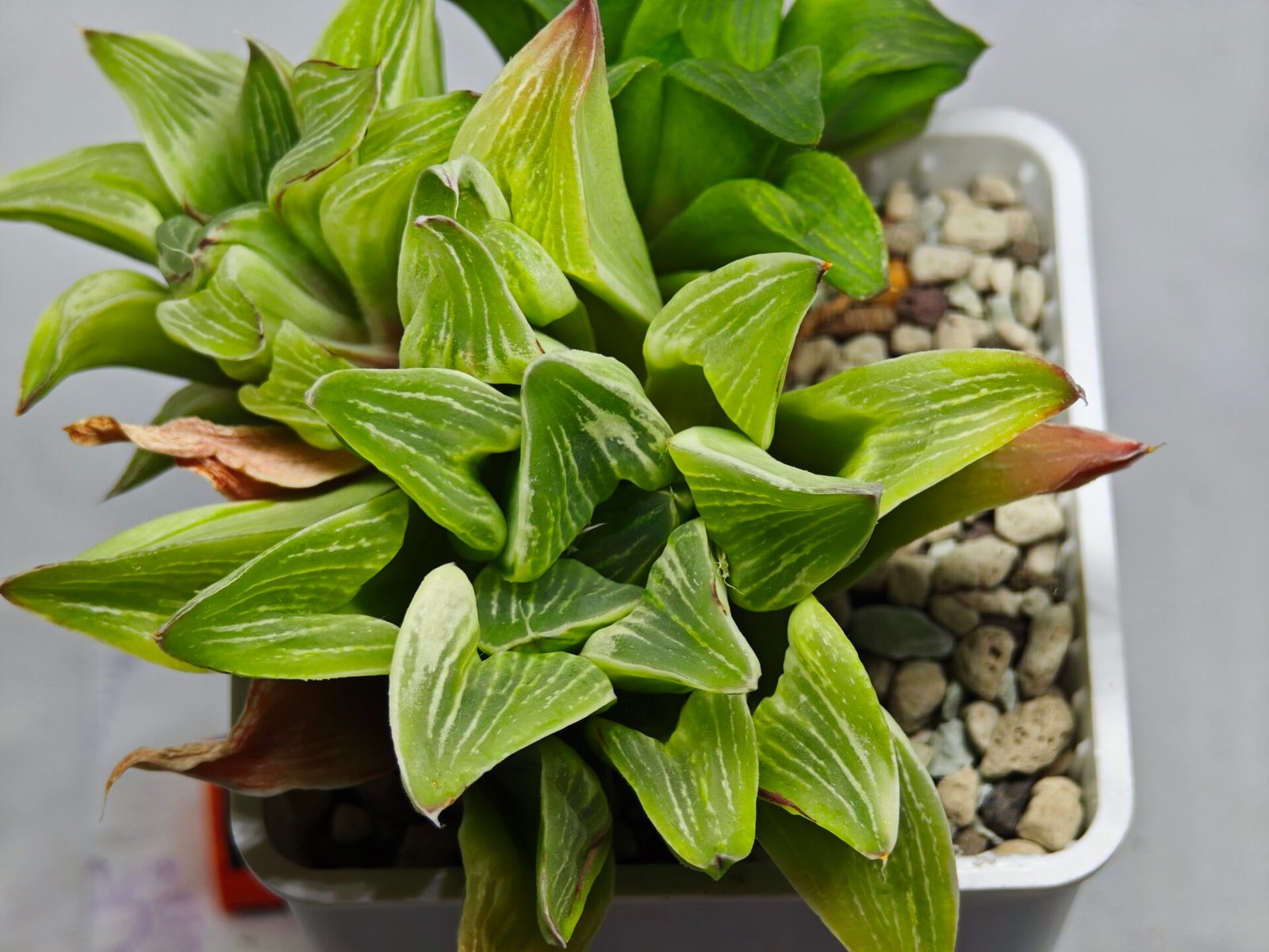 Haworthia “Milky Way” HF-25 - 3