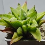 Haworthia “Milky Way” HF-25 - 4