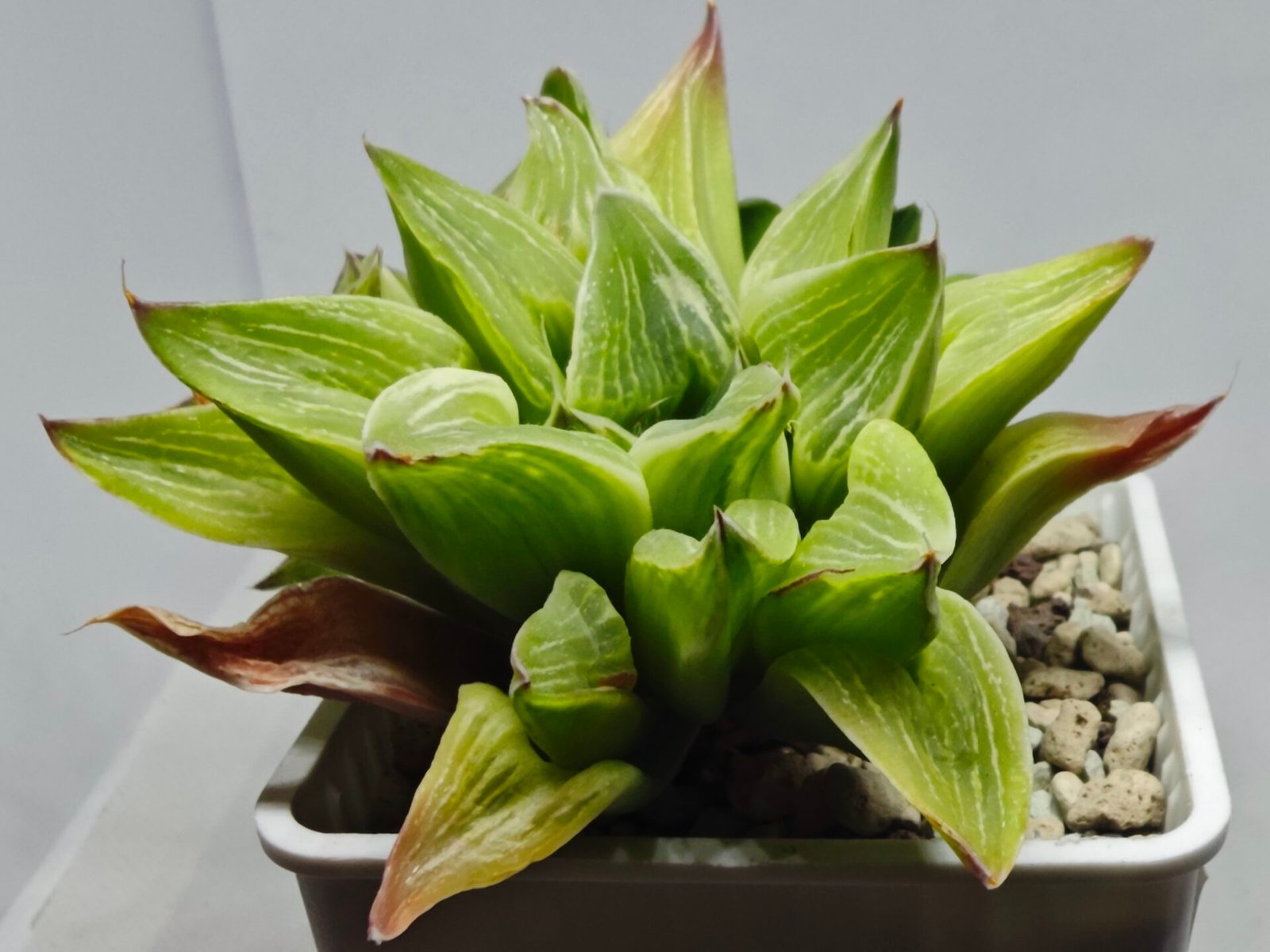 Haworthia “Milky Way” HF-25 - 4