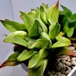 Haworthia “Milky Way” HF-25 - 5