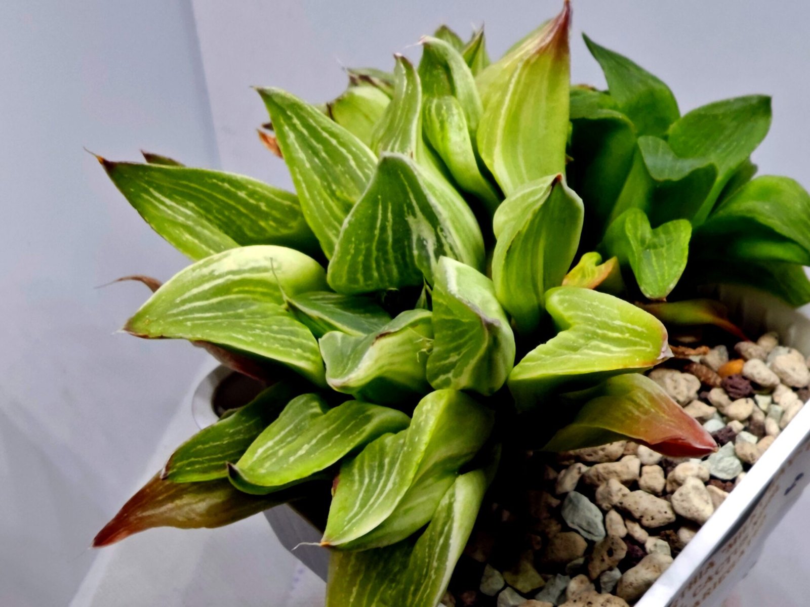 Haworthia “Milky Way” HF-25 - 5