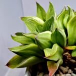 Haworthia “Milky Way” HF-25 - 6