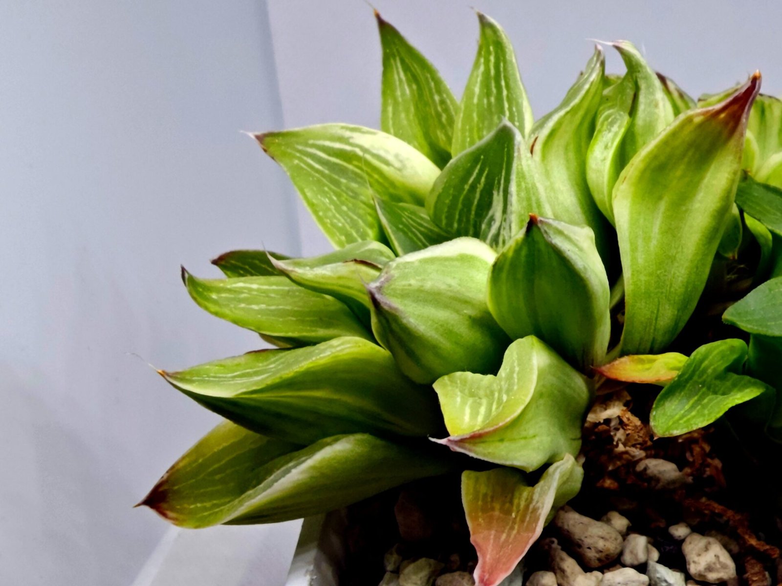 Haworthia “Milky Way” HF-25 - 6