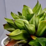 Haworthia “Milky Way” HF-25 - 7