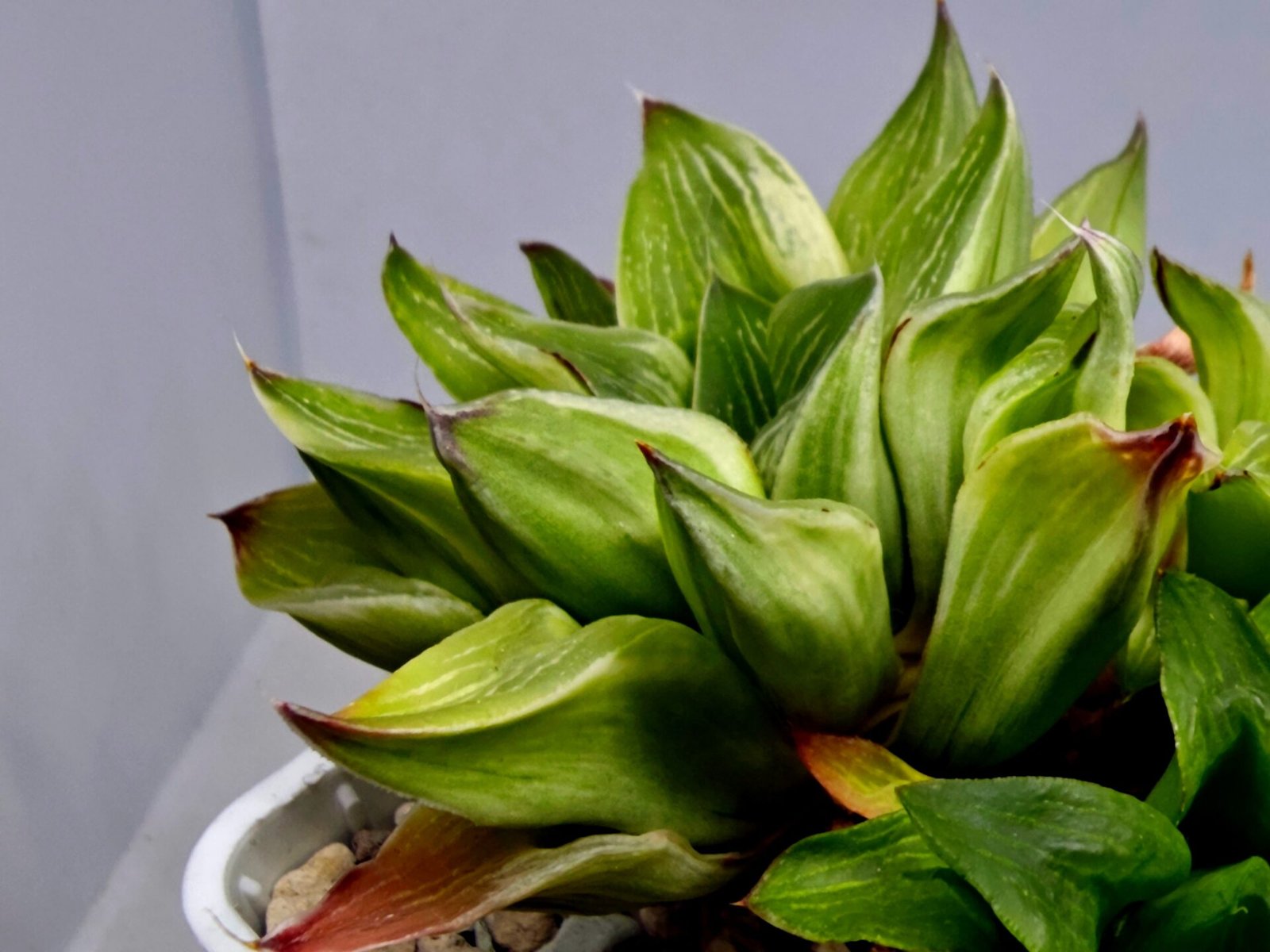 Haworthia “Milky Way” HF-25 - 7