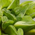 Haworthia “Milky Way” HF-25 - 8