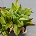 Haworthia “Milky Way” HF-25 - 9