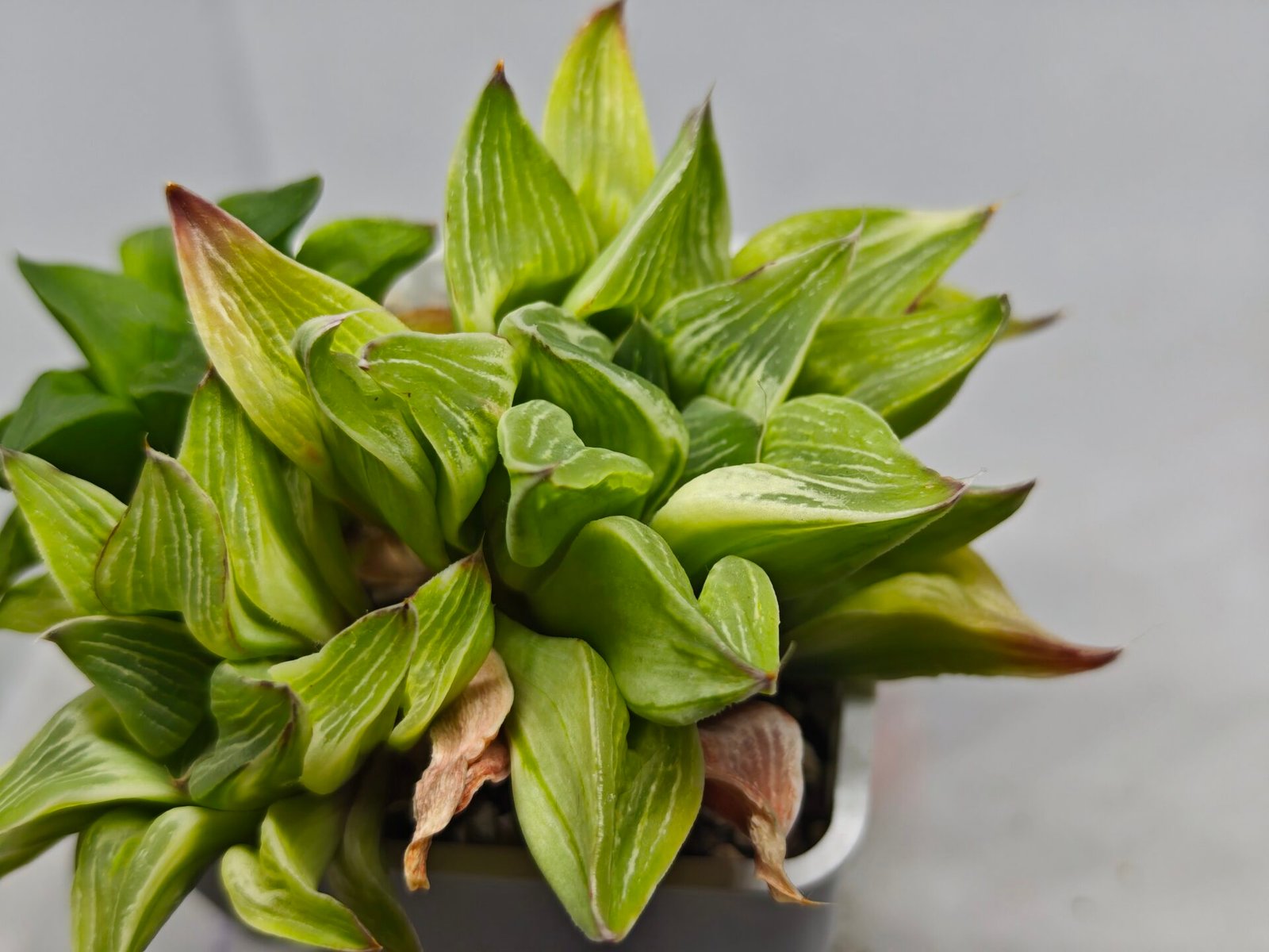 Haworthia “Milky Way” HF-25 - 9