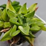 Haworthia “Milky Way” HF-25 - 10