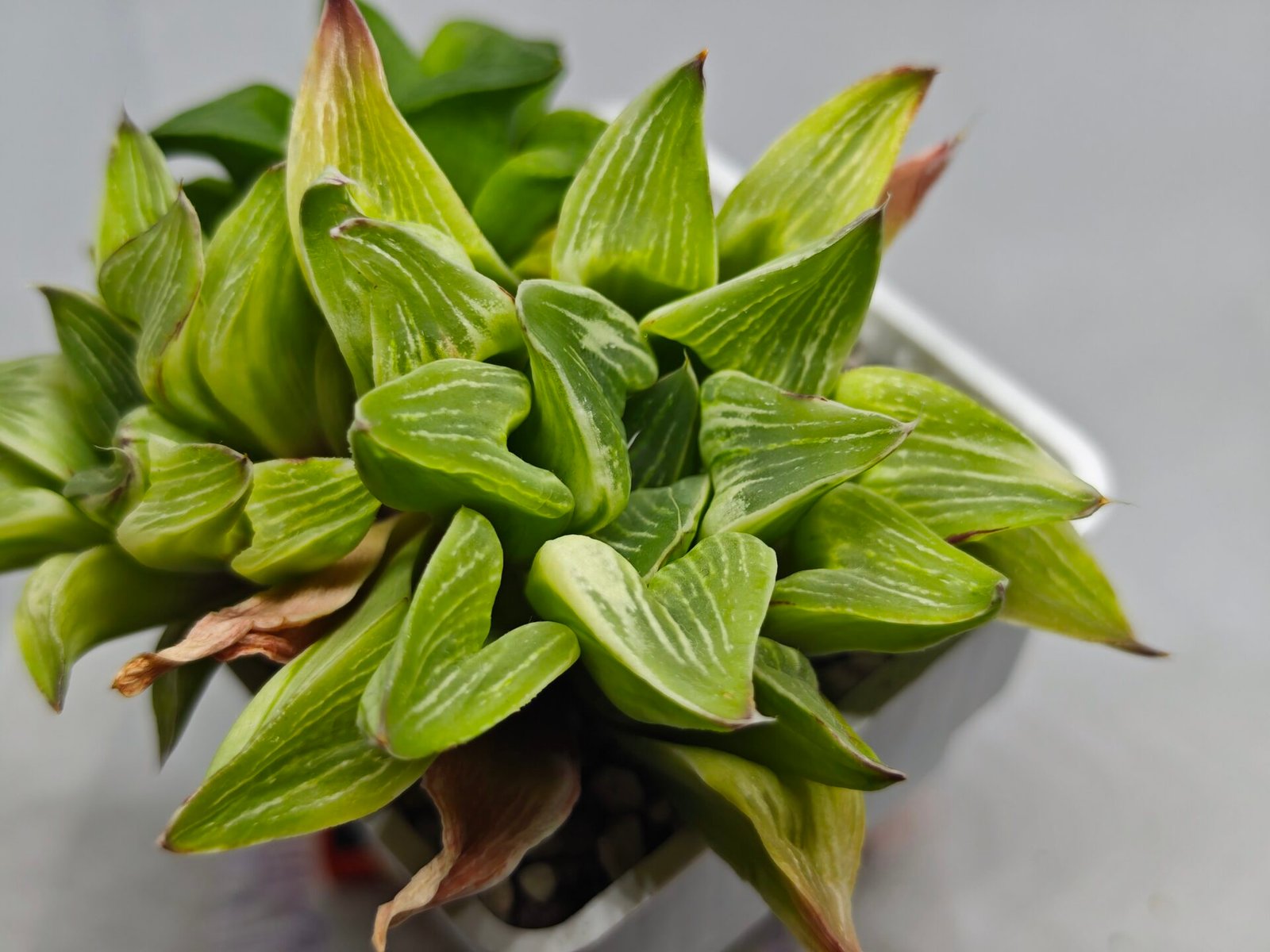 Haworthia “Milky Way” HF-25 - 10
