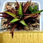 Haworthia cv. koelmaniorum var. McMurtryii x coarctata Variegated - 1