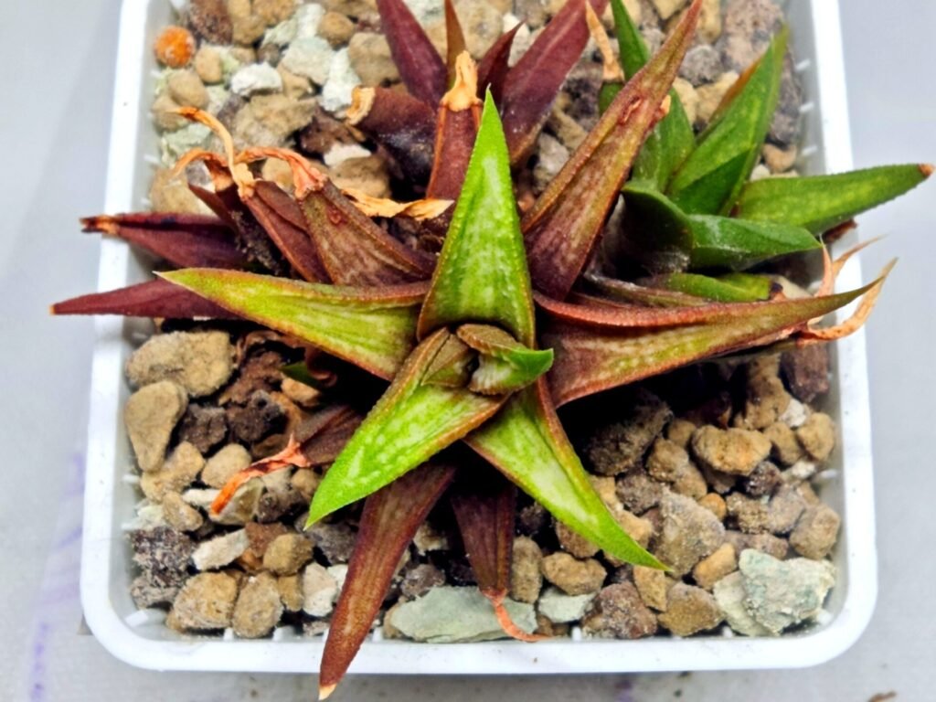 Haworthia cv. koelmaniorum var. McMurtryii x coarctata Variegated - 2