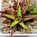 Haworthia cv. koelmaniorum var. McMurtryii x coarctata Variegated - 2
