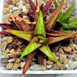 Haworthia cv. koelmaniorum var. McMurtryii x coarctata Variegated - 2