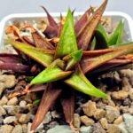 Haworthia cv. koelmaniorum var. McMurtryii x coarctata Variegated - 3