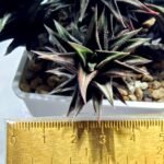 Haworthia Tortuosa cv. ‘Kotengu Nishiki’ Variegated - 3