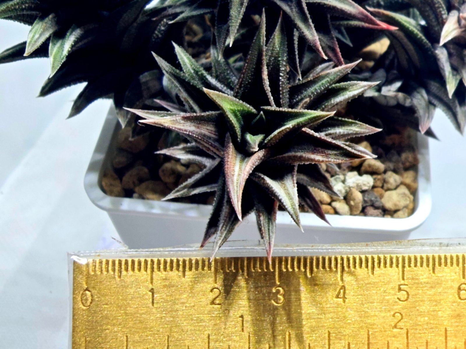 Haworthia Tortuosa cv. ‘Kotengu Nishiki’ Variegated - 3