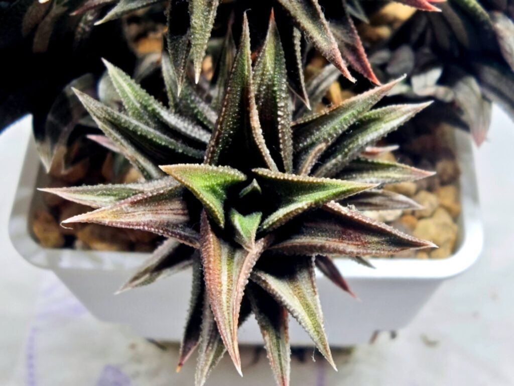 Home 7 Haworthia Tortuosa cv. ‘Kotengu Nishiki’ Variegated - 4