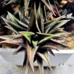 Haworthia Tortuosa cv. ‘Kotengu Nishiki’ Variegated - 4