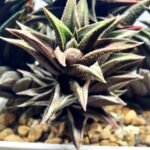 Haworthia Tortuosa cv. ‘Kotengu Nishiki’ Variegated - 1