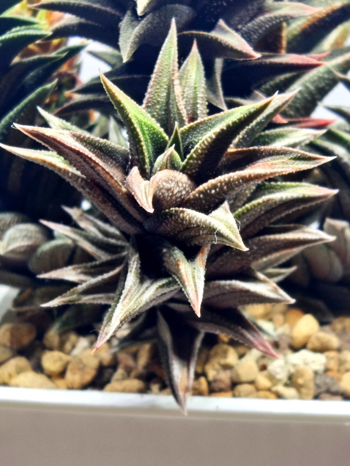 Haworthia Tortuosa cv. ‘Kotengu Nishiki’ Variegated - 1