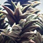 Haworthia Tortuosa cv. ‘Kotengu Nishiki’ Variegated - 2