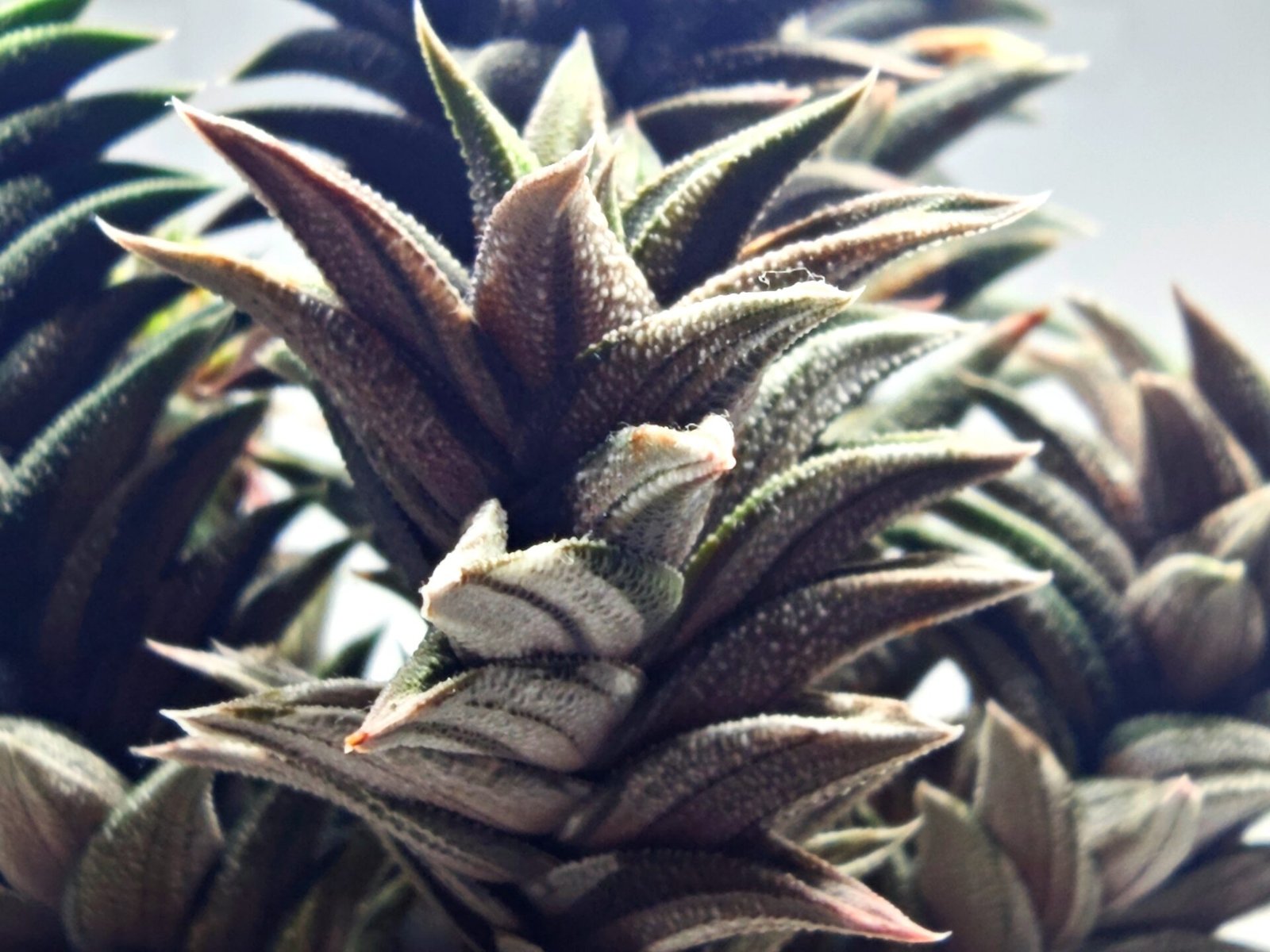 Haworthia Tortuosa cv. ‘Kotengu Nishiki’ Variegated - 2