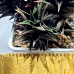 Haworthia Tortuosa cv. ‘Kotengu Nishiki’ Variegated - 1