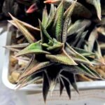 Haworthia Tortuosa cv. ‘Kotengu Nishiki’ Variegated - 2