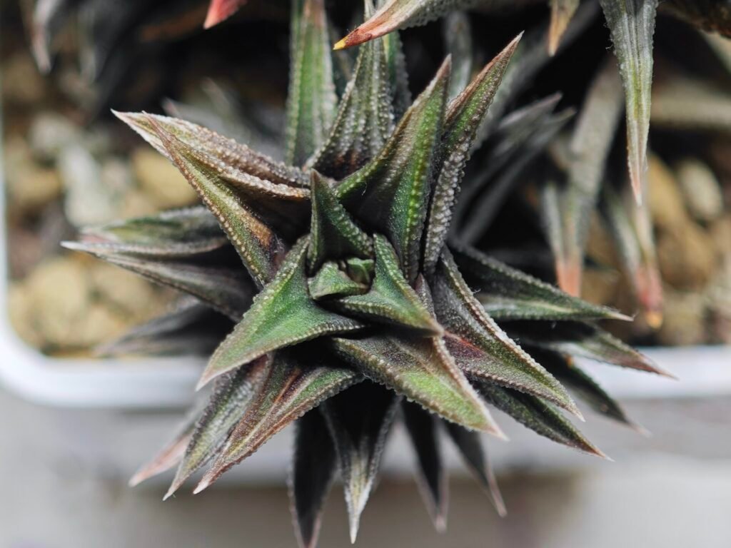 Home 10 Haworthia Tortuosa cv. ‘Kotengu Nishiki’ Variegated - 3