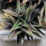 Haworthia Tortuosa cv. ‘Kotengu Nishiki’ Variegated - 3